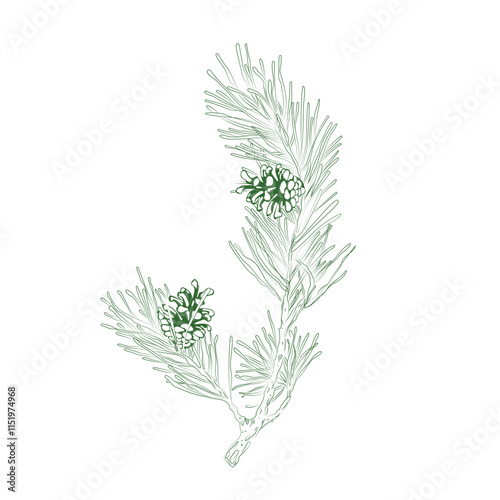 Plant vector. Evergreen coniferous branch of pine, spruce. Decorative botanical elements. Green line