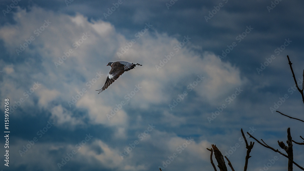 Obraz premium Fehmarn