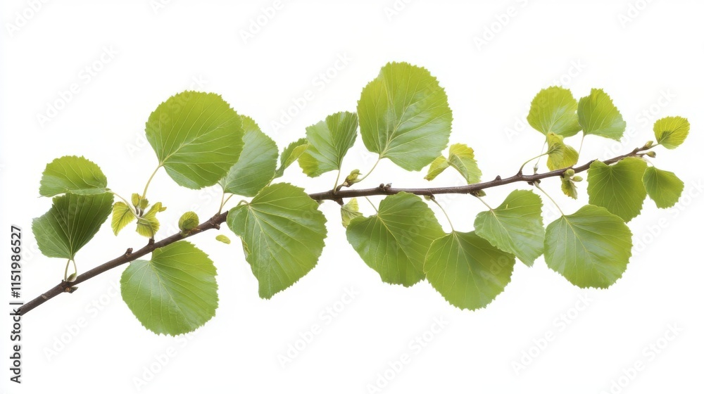 Fototapeta premium Fresh Spring Branch with Vibrant Leaves