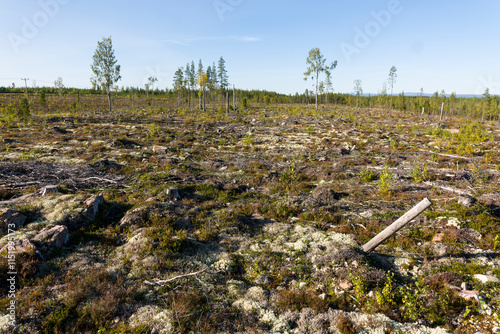 Riesige abgeholzte Waldflächen in Schweden im Jahr 2023	 photo