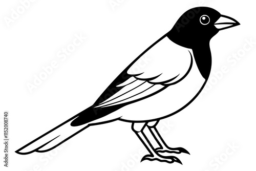 a bobolink bird line art vector illustration photo