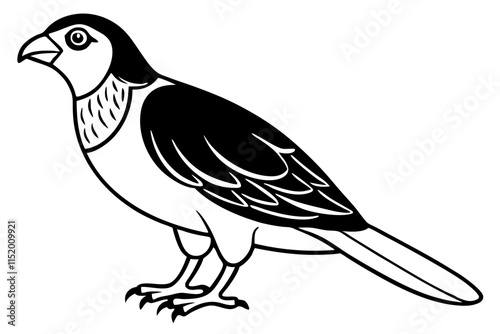  a red tailed hawk line art vector illustration photo