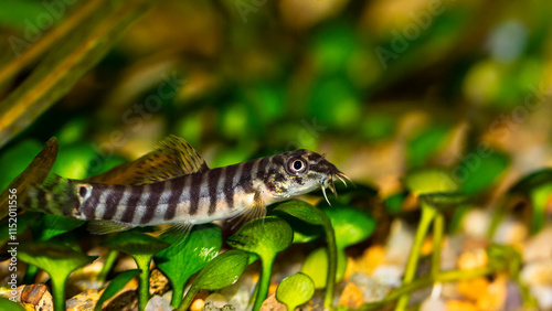 Schistura is a freshwater ray-finned fish. Snakehead trout is a beautiful aquarium fish from a fast-flowing stream photo