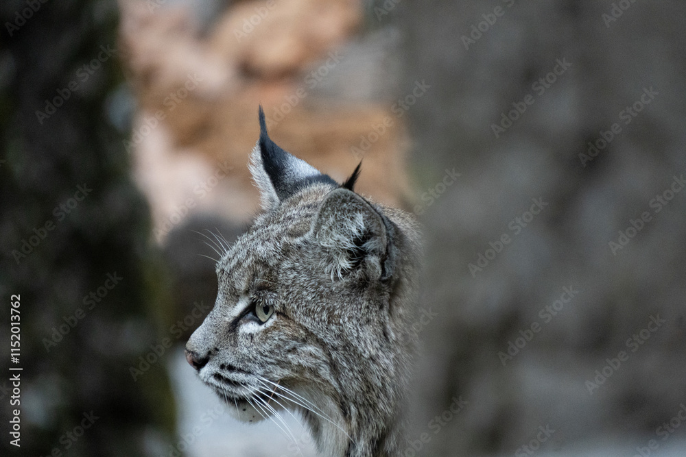 Fototapeta premium Beautiful bobcat in Yosemite National Park (California, USA). Head of an animal between trees. Closeup of a beautiful wild cat.