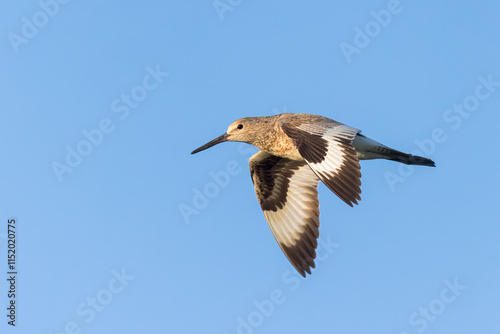 A Willet flies against a big sky in Montana. photo