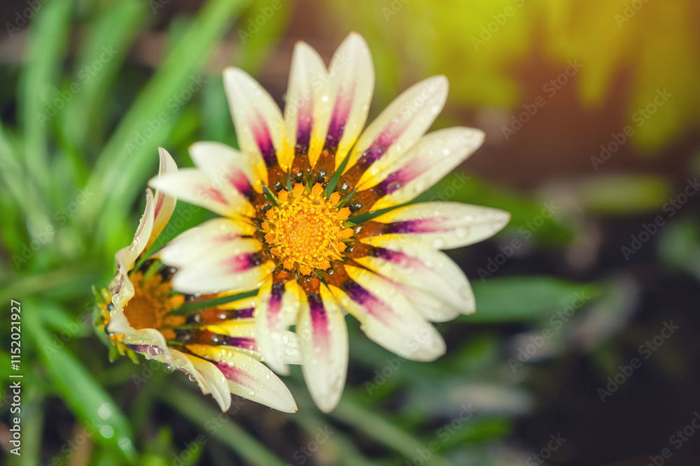 Gazania flower blooms in a garden flower bed. Gazania flower blooms in a garden flower bed.