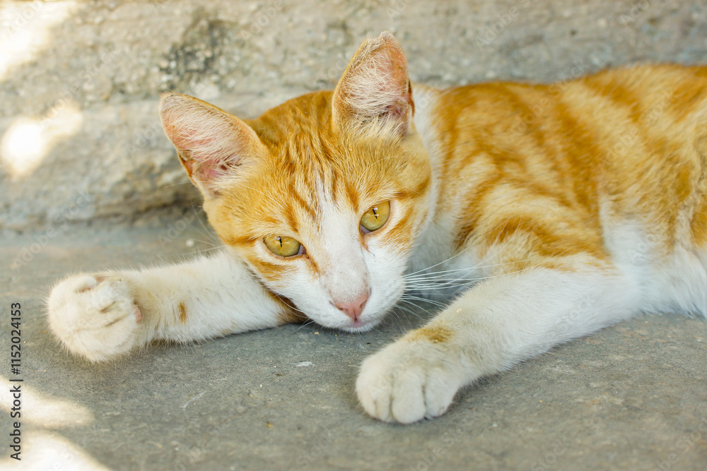Selective focus shot of an orange cat lying on the ground Selective focus shot of an orange cat lying on the ground