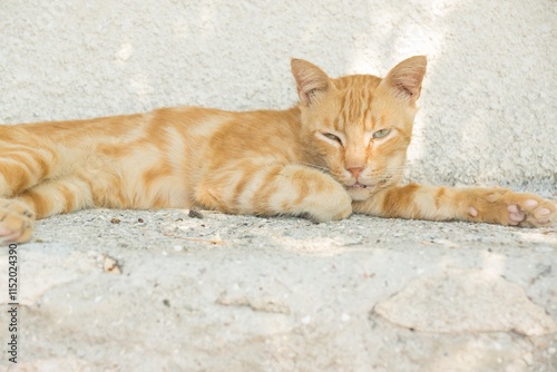 Striped light brown cat sitting in front of a white wall