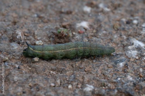 caterpillar
