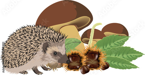 Hedgehog eating chestnut near mushrooms and leaves