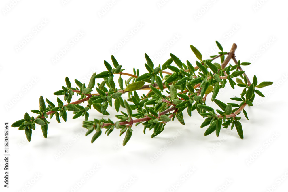 Fresh thyme sprigs, spice, close-up, isolated on white background. Fresh thyme sprigs, spice, close-up, isolated on white background.
