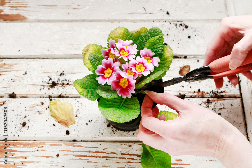 Pink primula flowers on wooden table.
