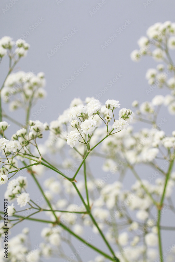 Background with tiny white flowers (gypsophila paniculata), blurred, selective focus.