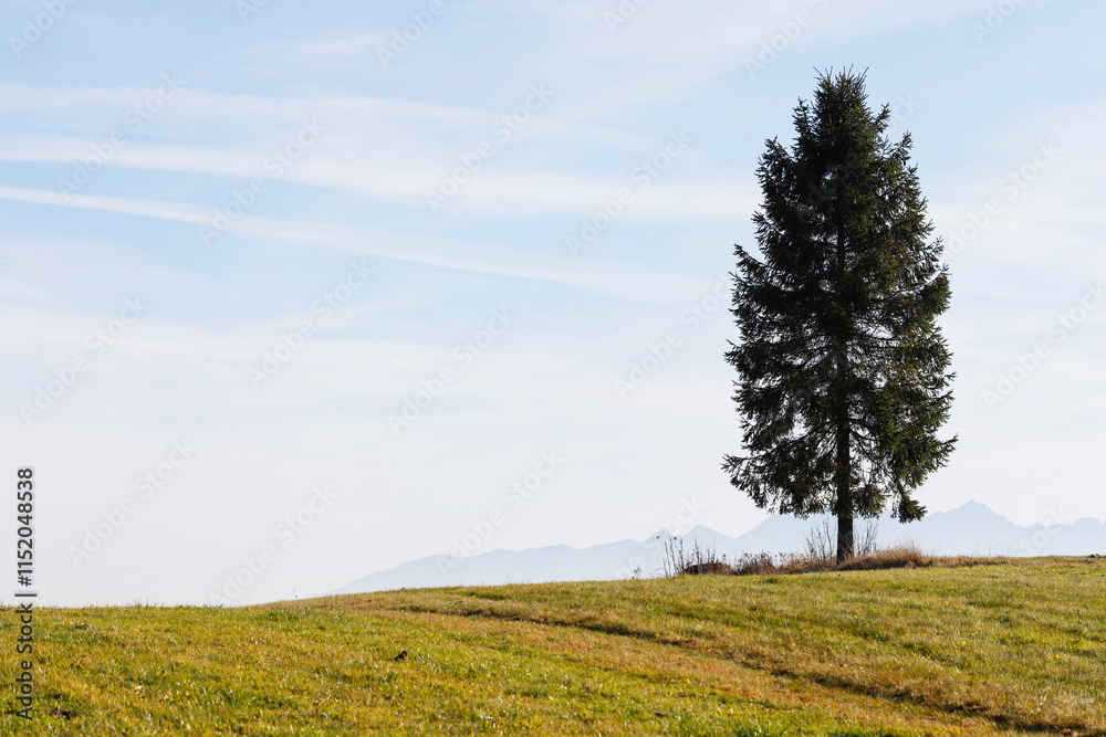 A single, lonely tree on the top of a hill. High mountains in the background.