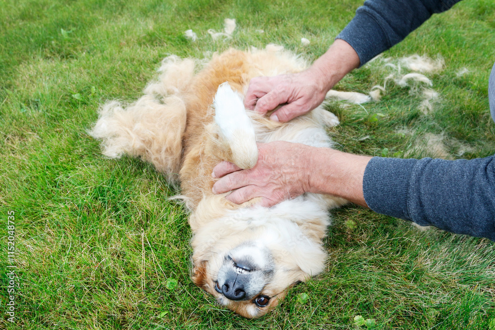 The dog sheds his hair (moulting) and the guardian combs it.