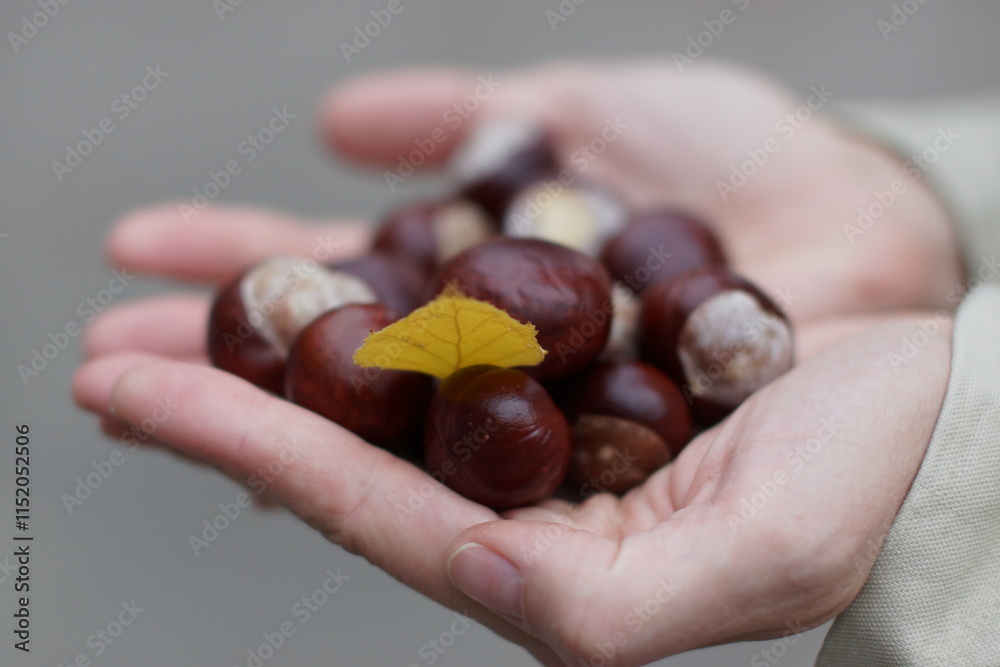 season, healthy, macro, tree, organic, season, healthy, macro, tree, organic,