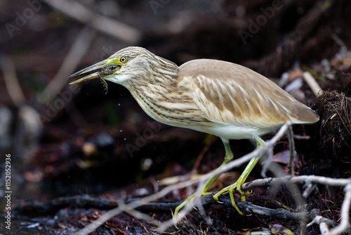 Rallenreiher beim Fischen
