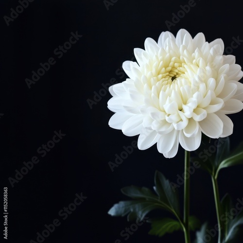 A mourning background featuring a beautiful white chrysanthemum flower against a dark backdrop, with ample space for text. photo