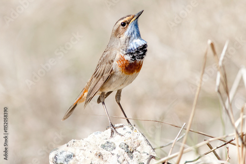 red backed shrike photo