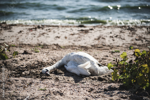 Fototapeta Naklejka Na Ścianę i Meble -  Dead swan on the river bank. Ecological disaster. Suffering of animals and birds.