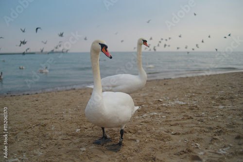 Swan couple, two swans on the seashore beach before sunset in winter in Sopot, Poland. Background wallpaper high quality picture