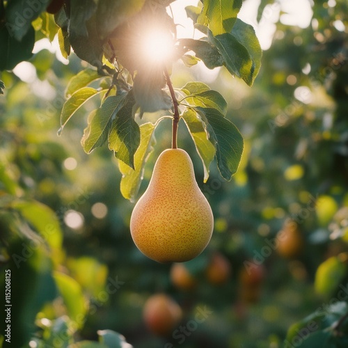 A ripe pear hanging from a tree in a sunlit harvest garden, showcasing the abundance and freshness of a sunny day. photo