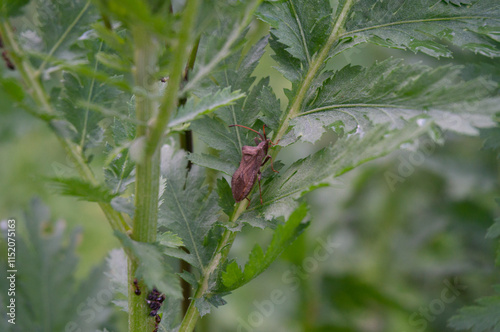 Bug  on plant