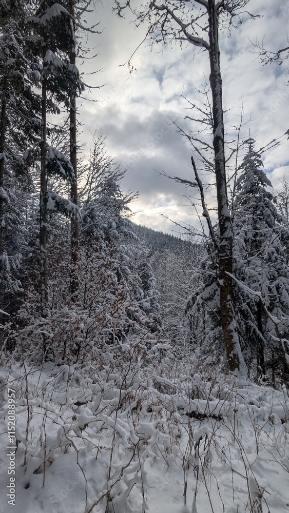 Fototapeta premium winter landscape with snow
