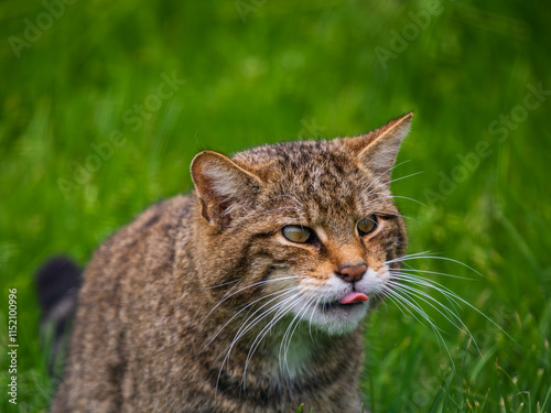 Close Up of Female Scottish Wildcat