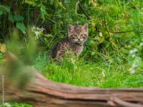 Canvas Print Scottish Wildcat Kitten Playing in Grass