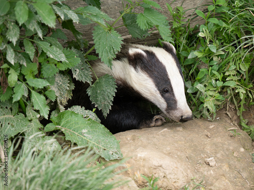 Obraz na płótnie Badger ( Meles meles ) in Grass w salonie