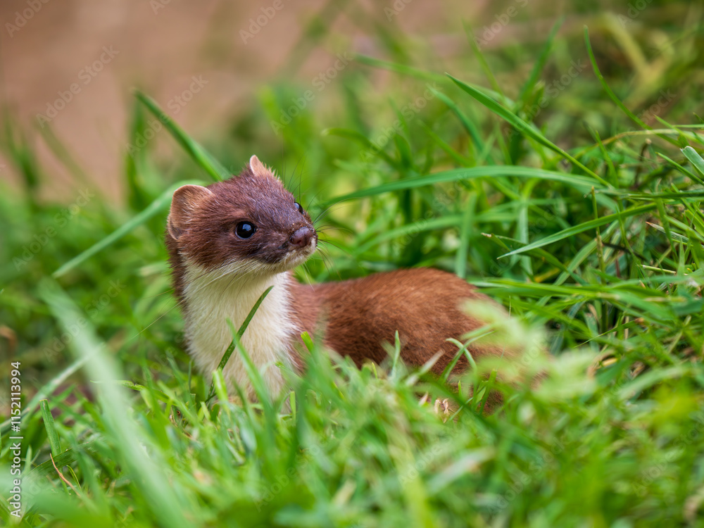 Close-up of a Stoat in Grass Close-up of a Stoat in Grass