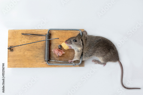 A mouse caught in a trap.