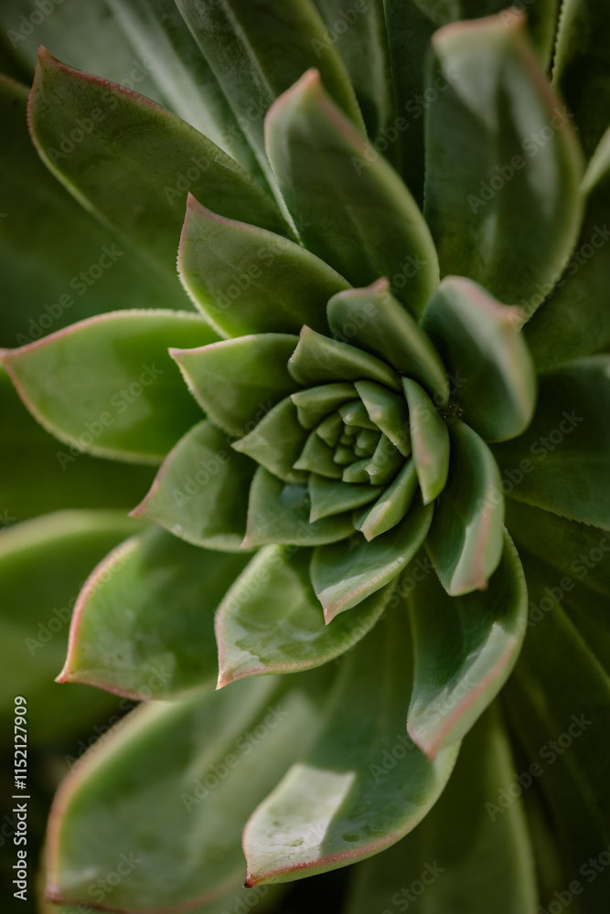 close up of green succulent plant close up of green succulent plant