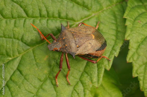 Closeup on a spiny or spiked shieldbug, Picromerus bidens on a green leaf photo