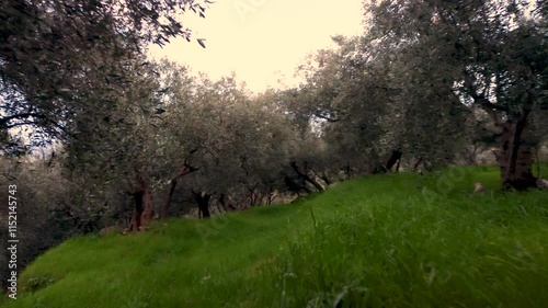 Drone View of Ligurian Olive Grove in Scenic Countryside Landscape