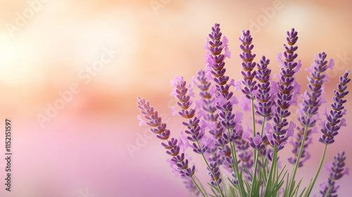 A vibrant lavender bush in full bloom, bathed in soft pastel light, evoking a sense of calm and tranquility in a dreamy natural setting. photo