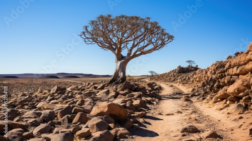 Quiver Tree Forest Trail, Namibia: A Scenic Desert Landscape photo