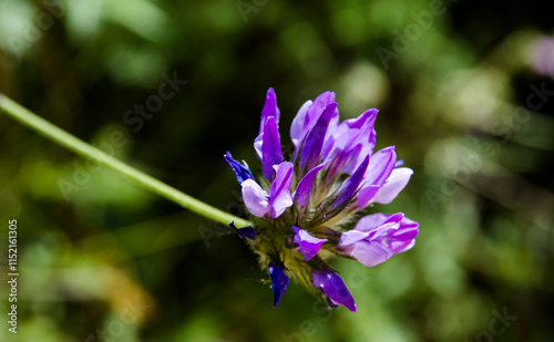 wildflowers