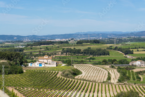 Vines