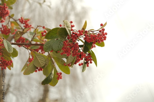 Baies d'hiver rouges