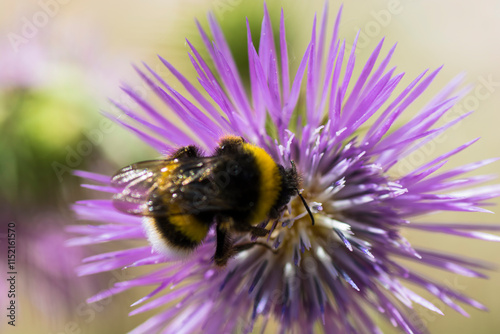 bumblebee road