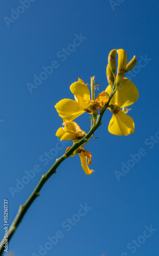 Flower ginesta