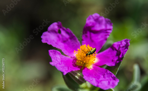 colorful wild flower