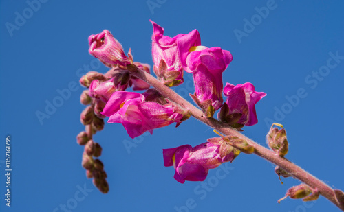 wildflowers