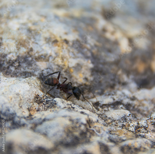 ant walking on a rock