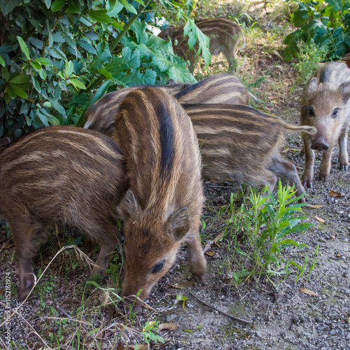young boars