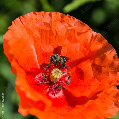 Bee sucking on a poppy flower
