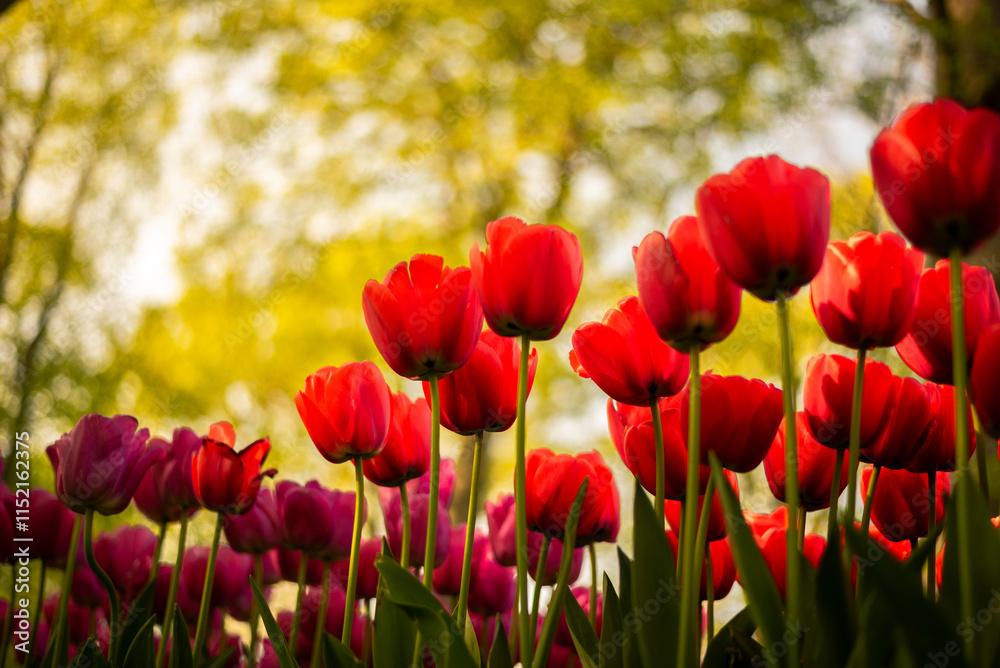 Fototapeta premium red tulips in the garden
