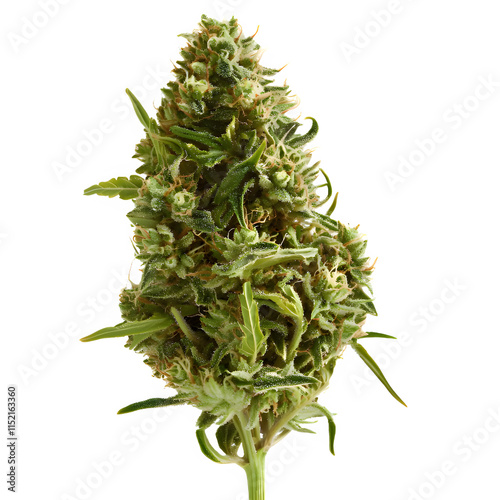 closeup of weed bun on transparent background photo